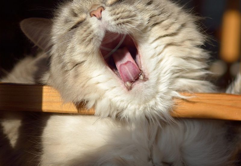 A fluffy cat yawning