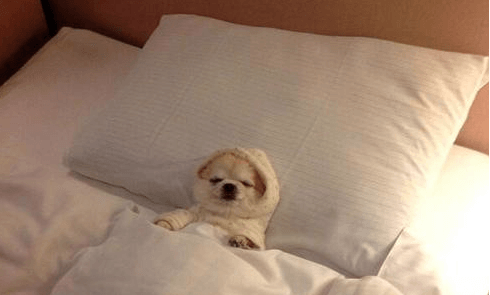 dog tucked into bed