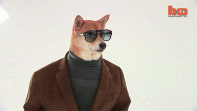 Dog in sunglasses and suit
