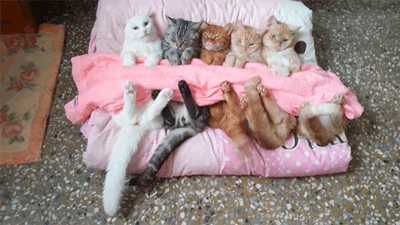 cats in duvet