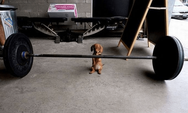 puppy and weights