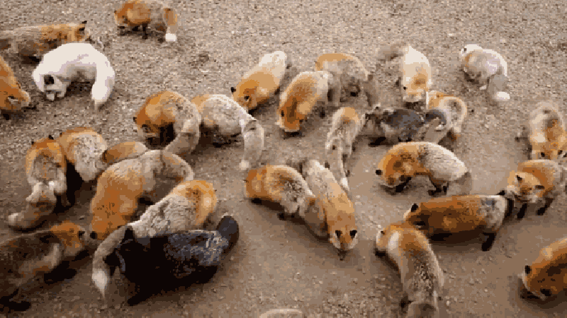 A GIF of urban foxes that will haunt you during your time at a London university