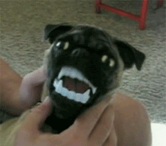 pug with fake fangs gif