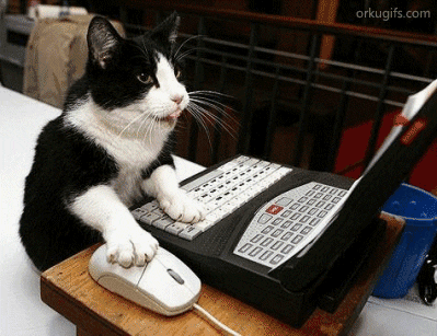 cat on computer.gif