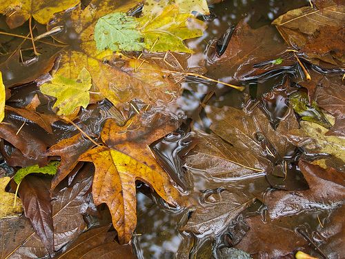fallen leaves in water