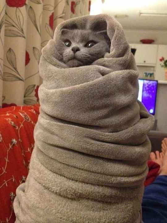 cat wrapped up in a blanket