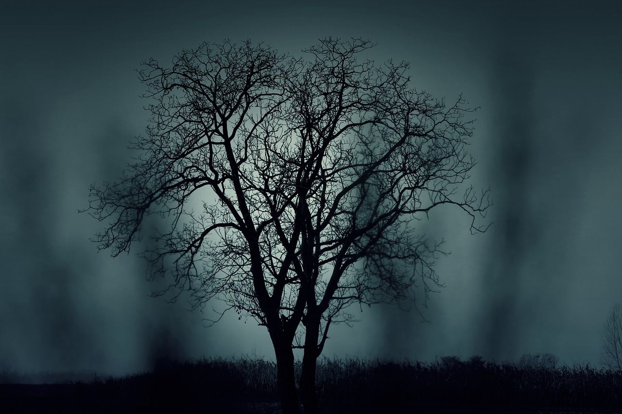 dark sky behind a tree with no leaves