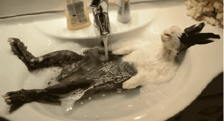 rabbit in a sink gif