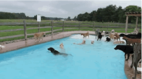 dogs in a swimming pool