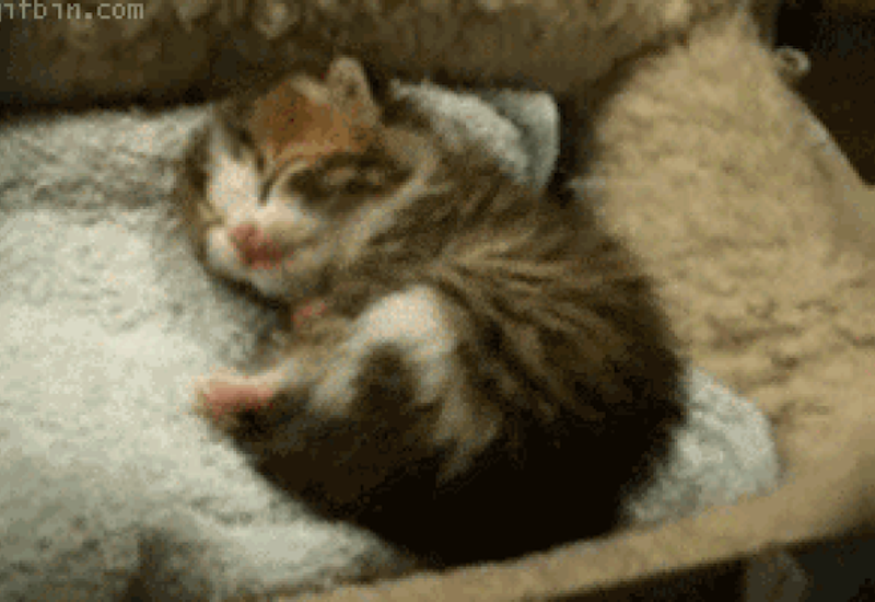Kitten curled up and sleeping