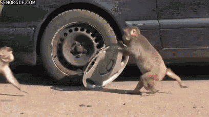 Monkey stealing tire rim