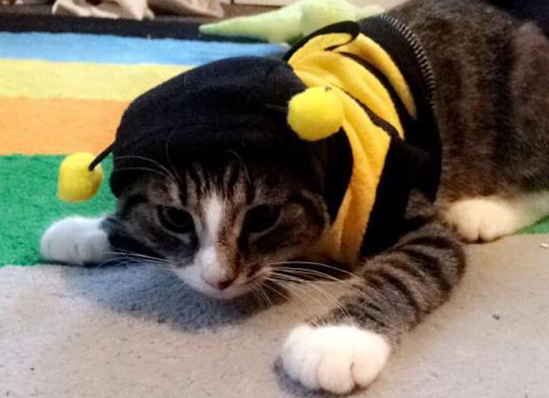 My cat in a bee costume